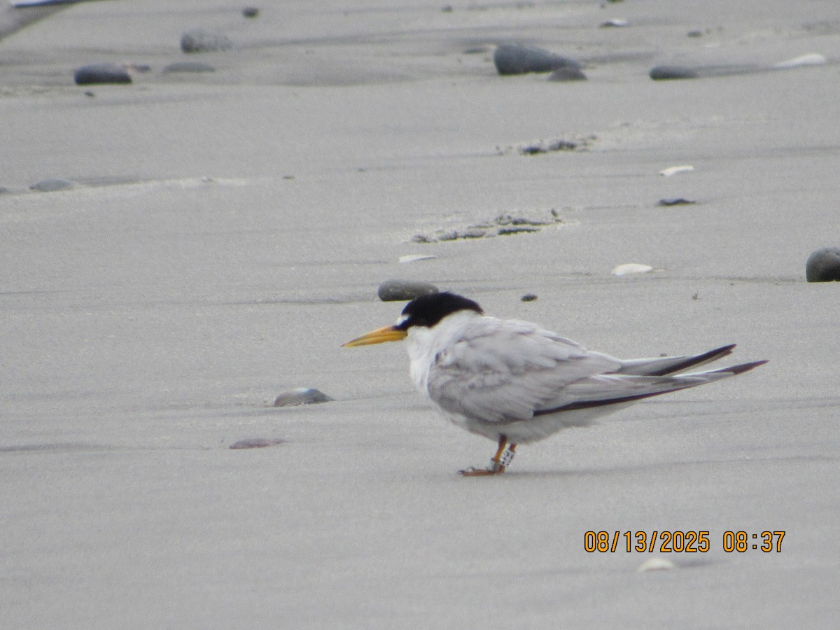 Least Tern - ML640246961