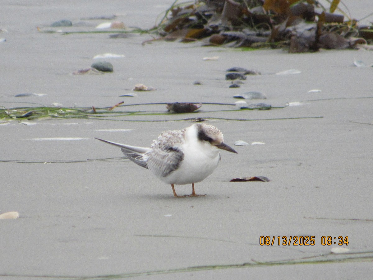 Least Tern - ML640246981