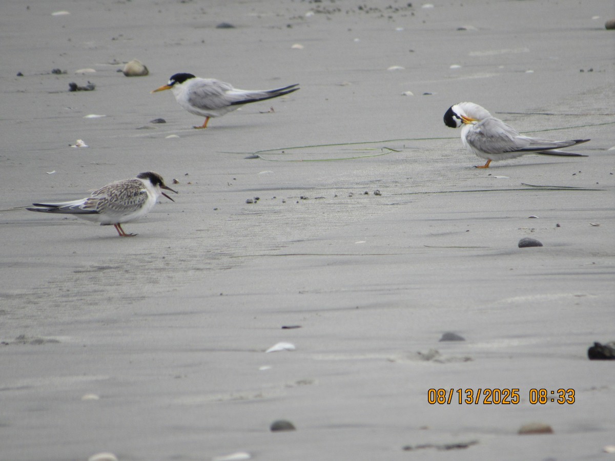 Least Tern - ML640247010