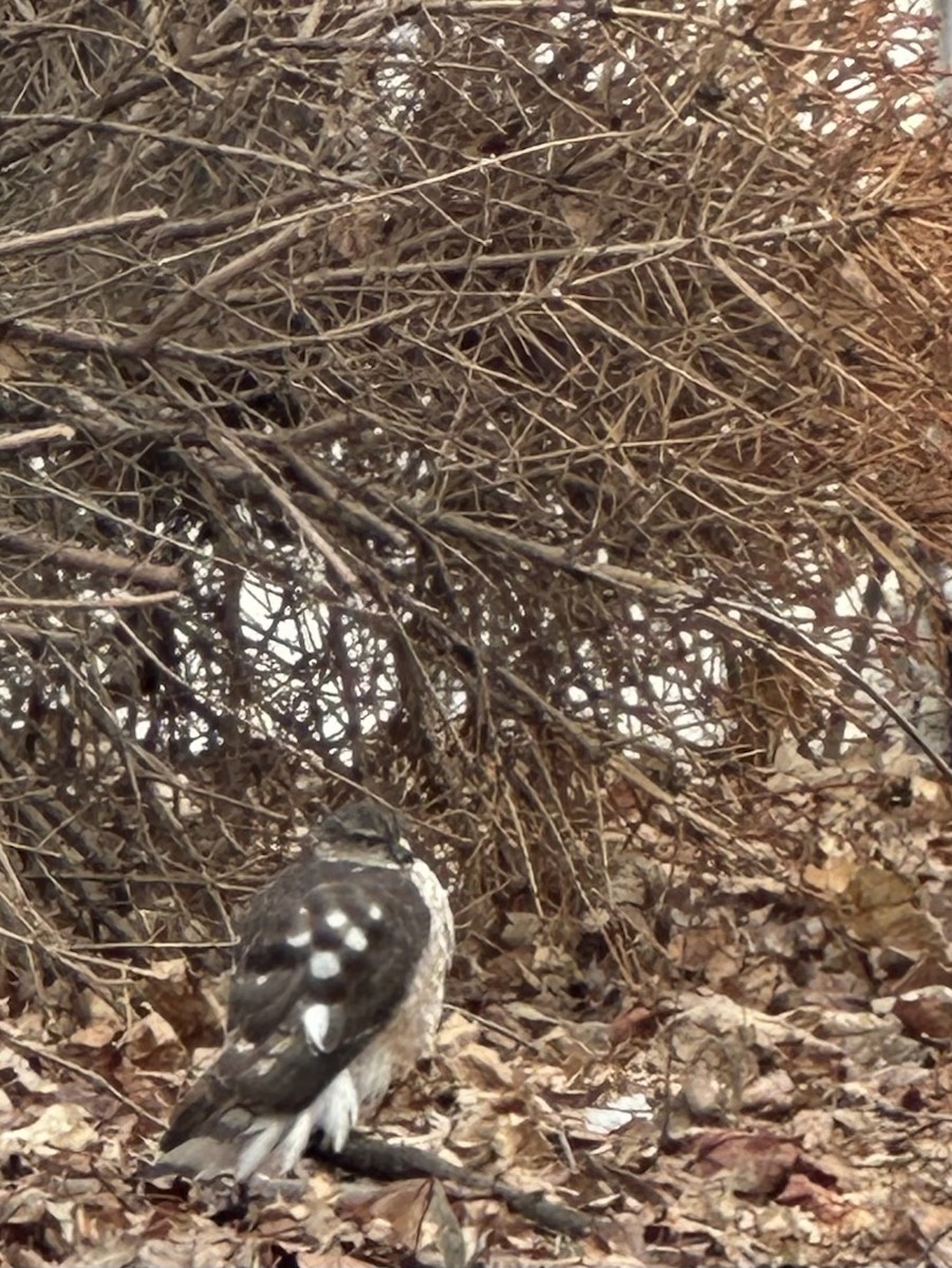 Cooper's Hawk - ML640247063