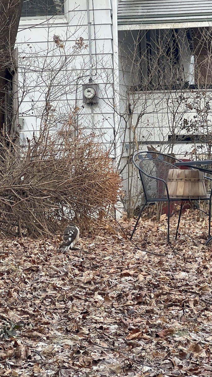 Cooper's Hawk - ML640247064