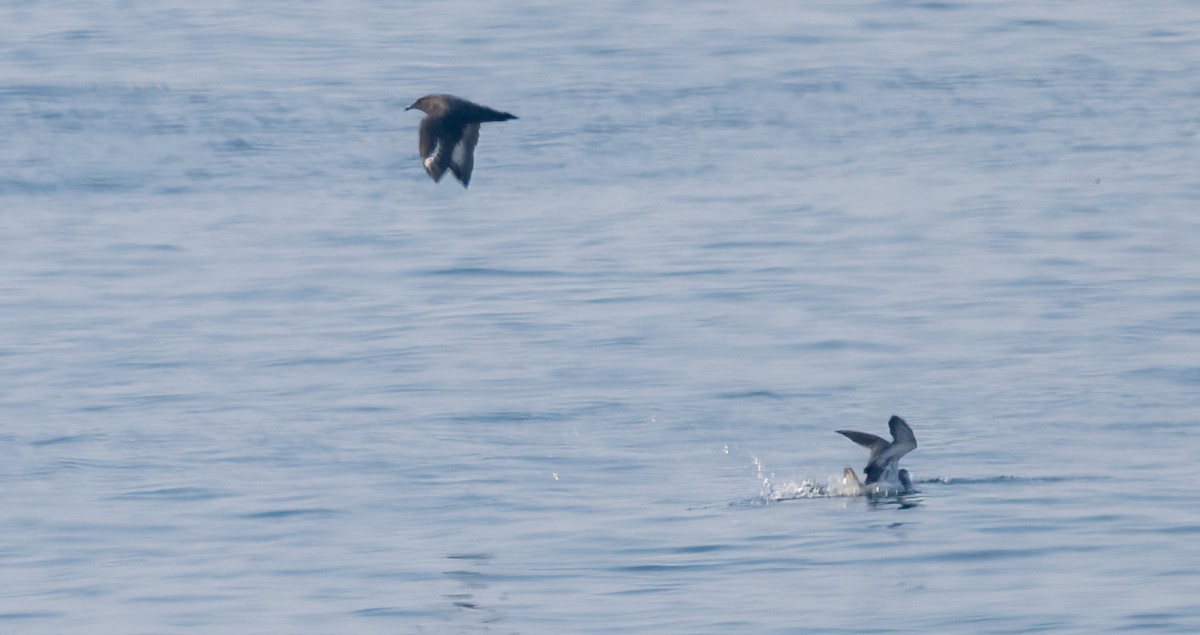 South Polar Skua - ML640247066