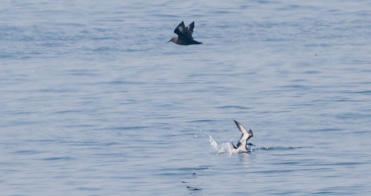 South Polar Skua - ML640247067