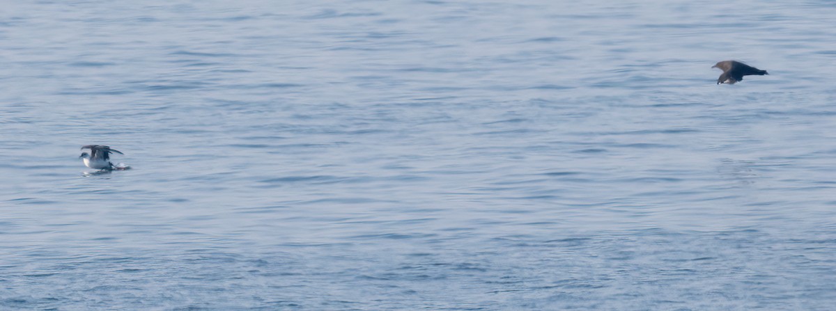 South Polar Skua - ML640247068