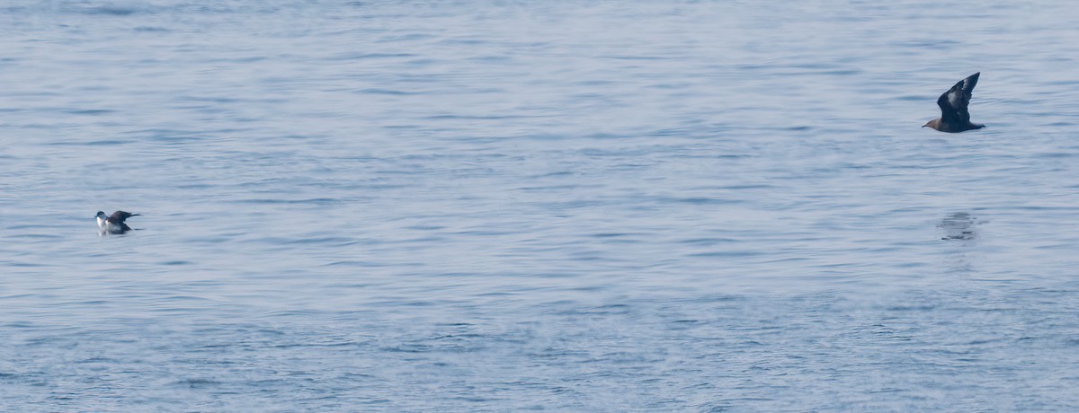 South Polar Skua - ML640247069