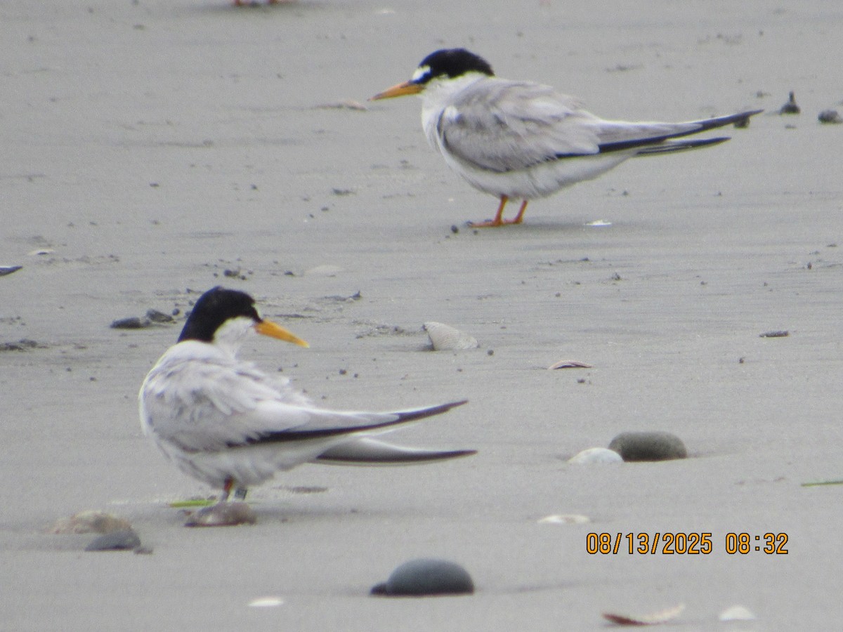 Least Tern - ML640247097