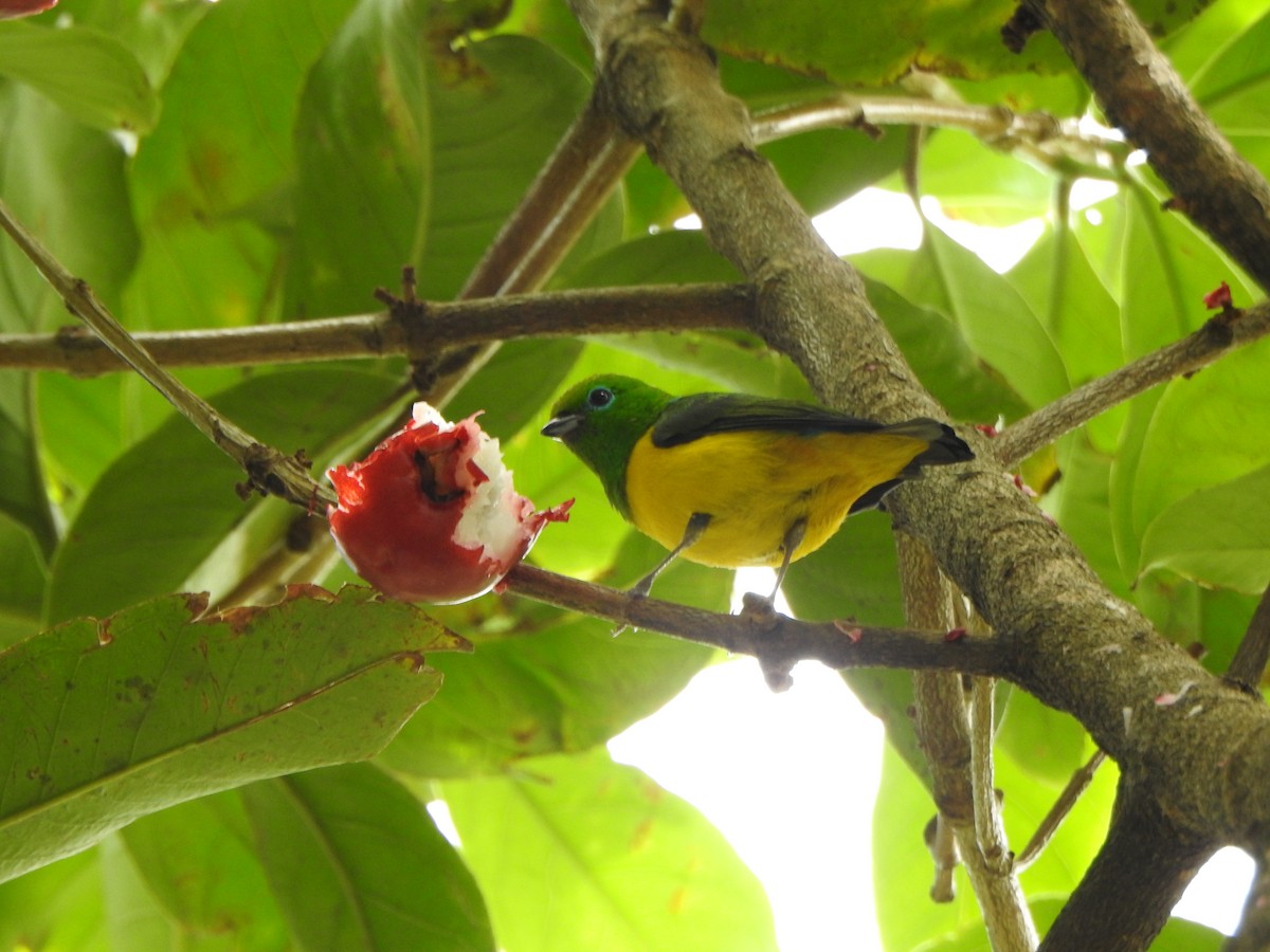 Blue-naped Chlorophonia - ML640247109