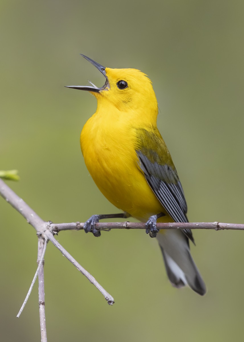 Prothonotary Warbler - ML640247176