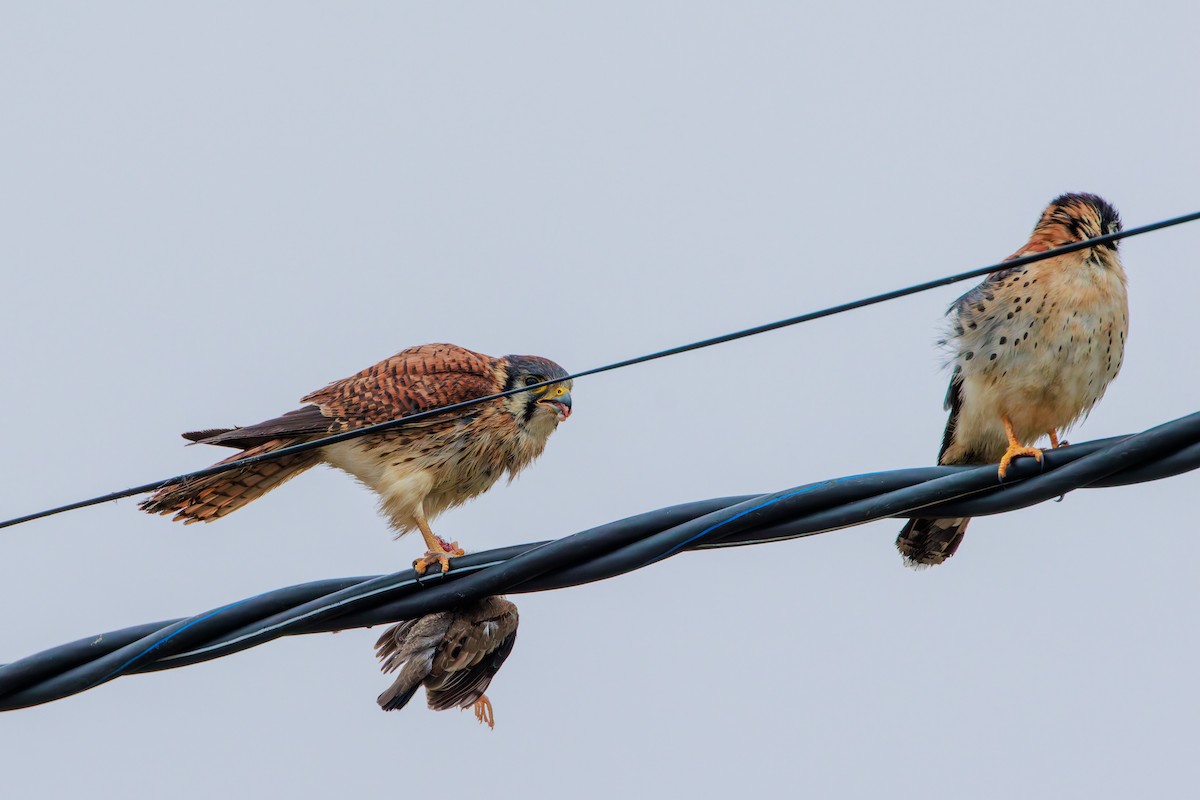 American Kestrel (South American) - ML640247358
