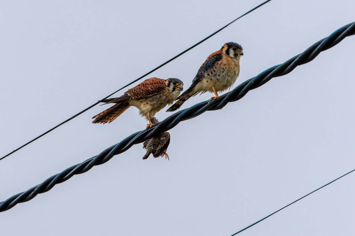 American Kestrel (South American) - ML640247359