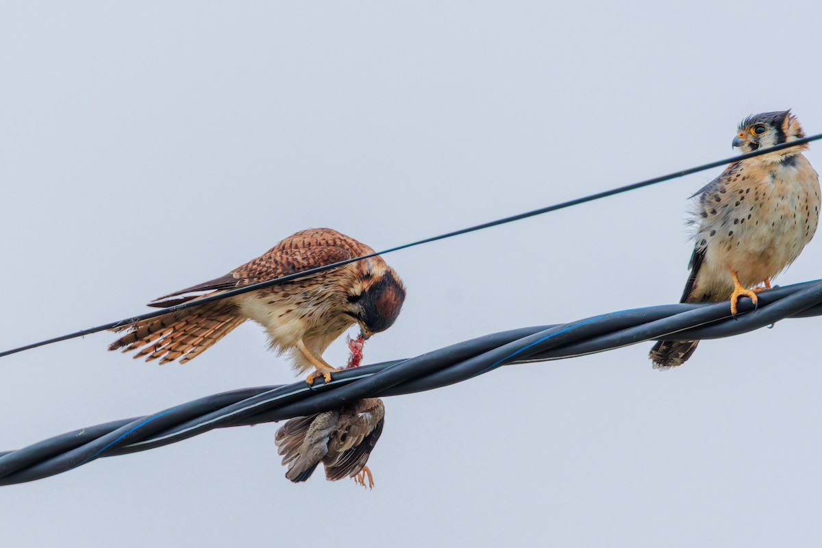 American Kestrel (South American) - ML640247360
