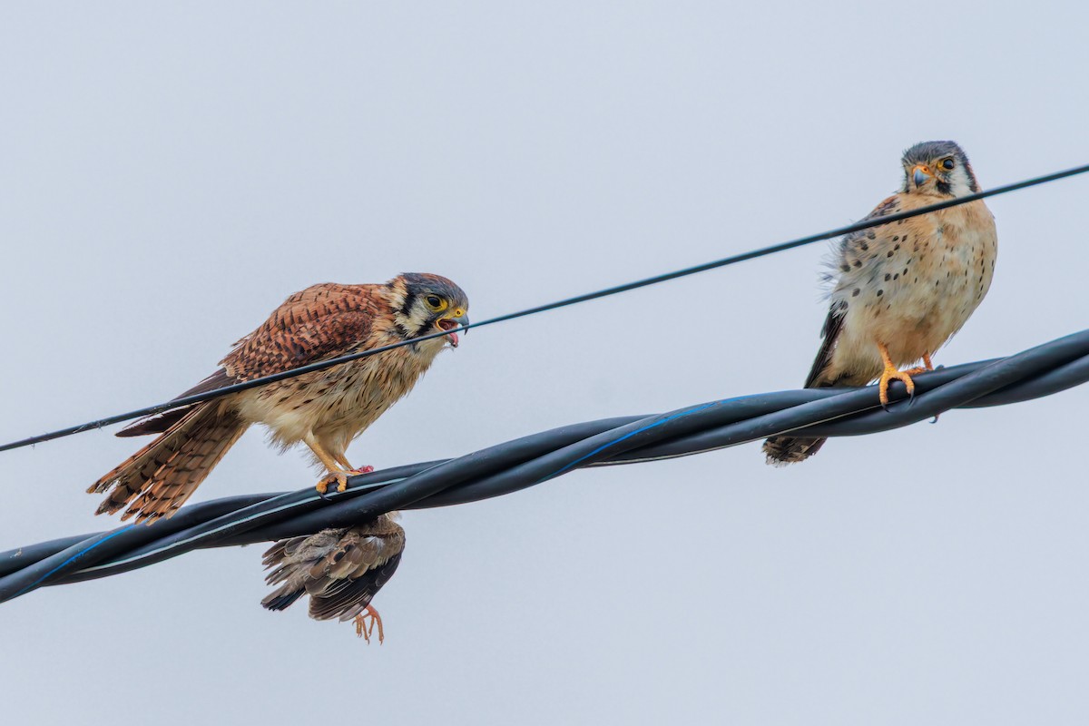 American Kestrel (South American) - ML640247361