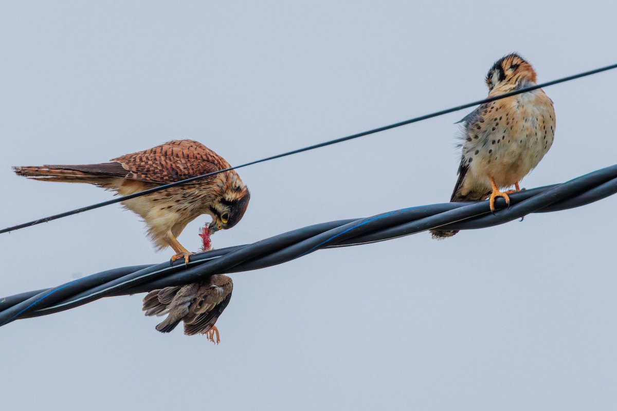 American Kestrel (South American) - ML640247362