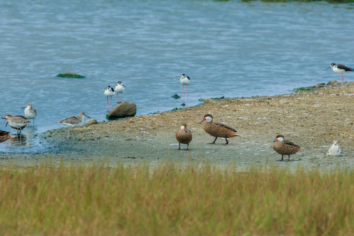 White-cheeked Pintail (White-cheeked) - ML640247424