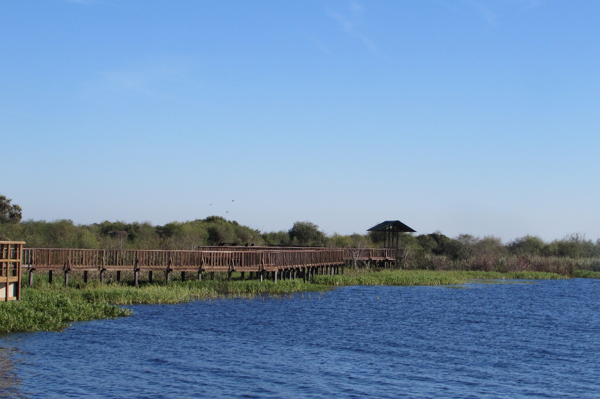 Lesser Yellow-headed Vulture - ML640247429