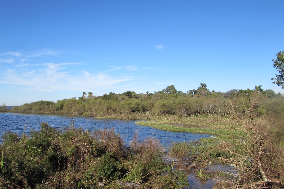 Lesser Yellow-headed Vulture - ML640247430