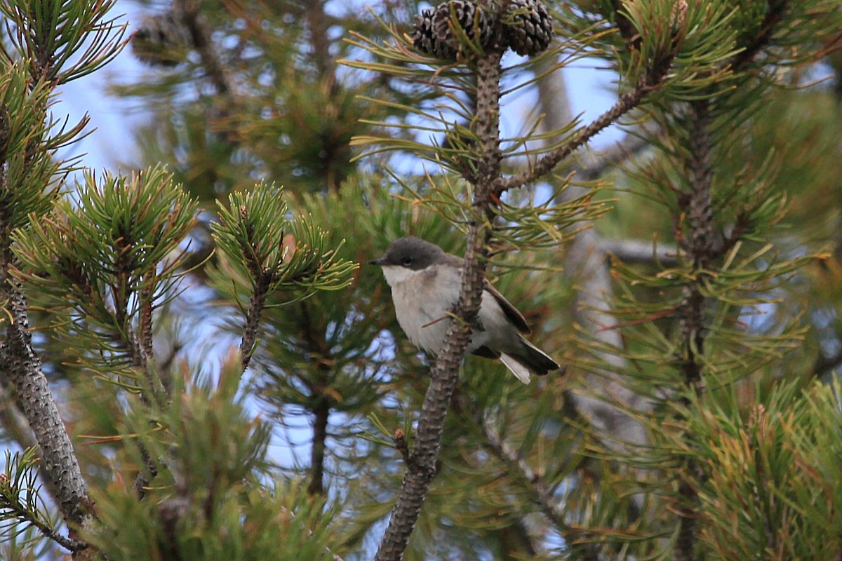 Lesser Whitethroat - ML640247432