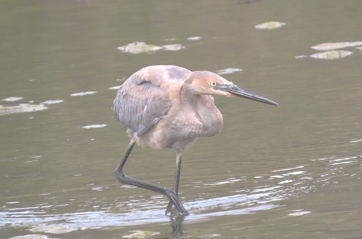 Reddish Egret - ML640247439