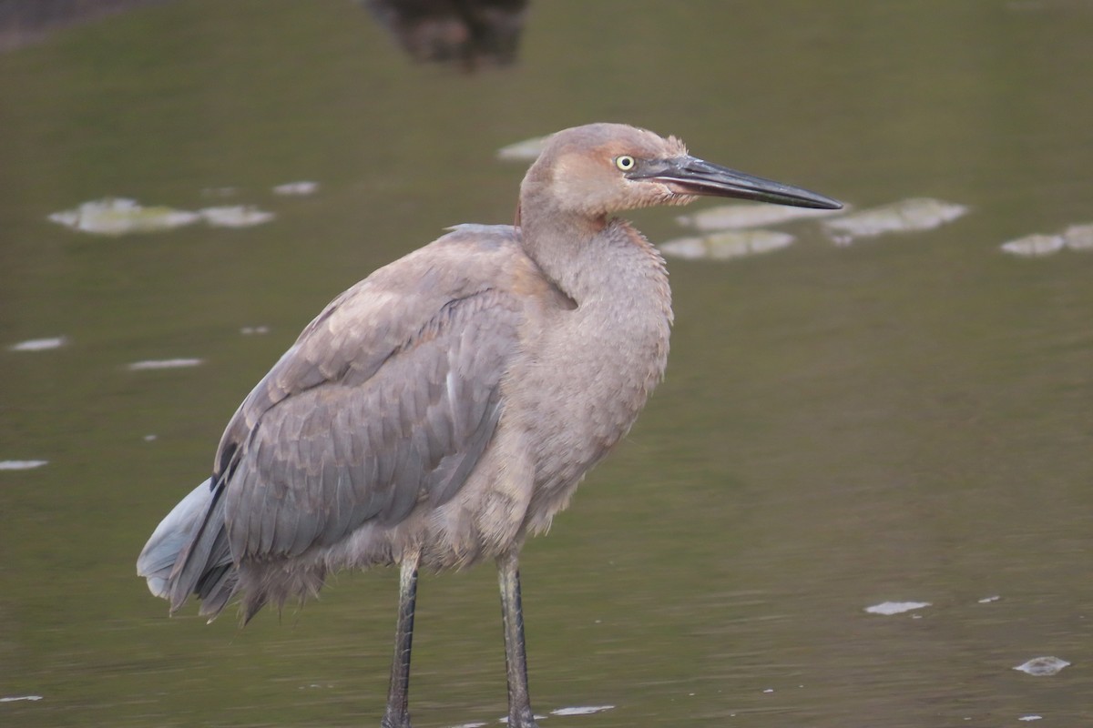 Reddish Egret - ML640247471