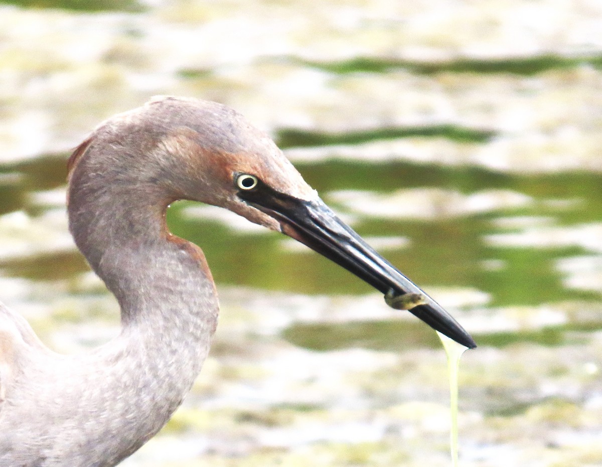 Reddish Egret - ML640247485