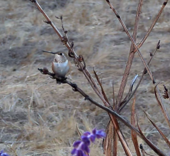 Rufous/Allen's Hummingbird - ML640247550