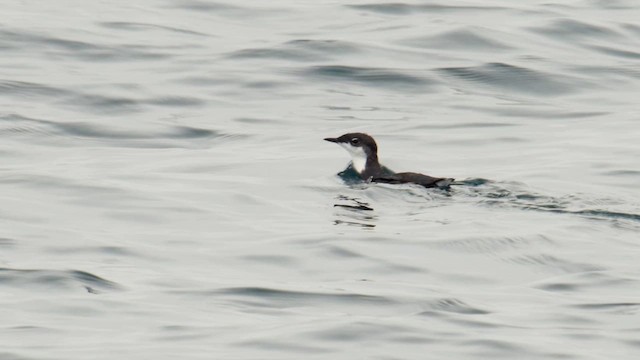 Scripps's Murrelet - ML640247613