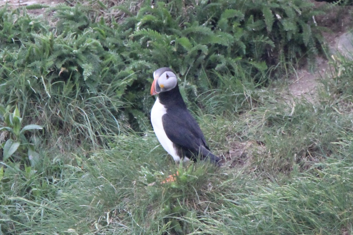 Atlantic Puffin - ML640247647