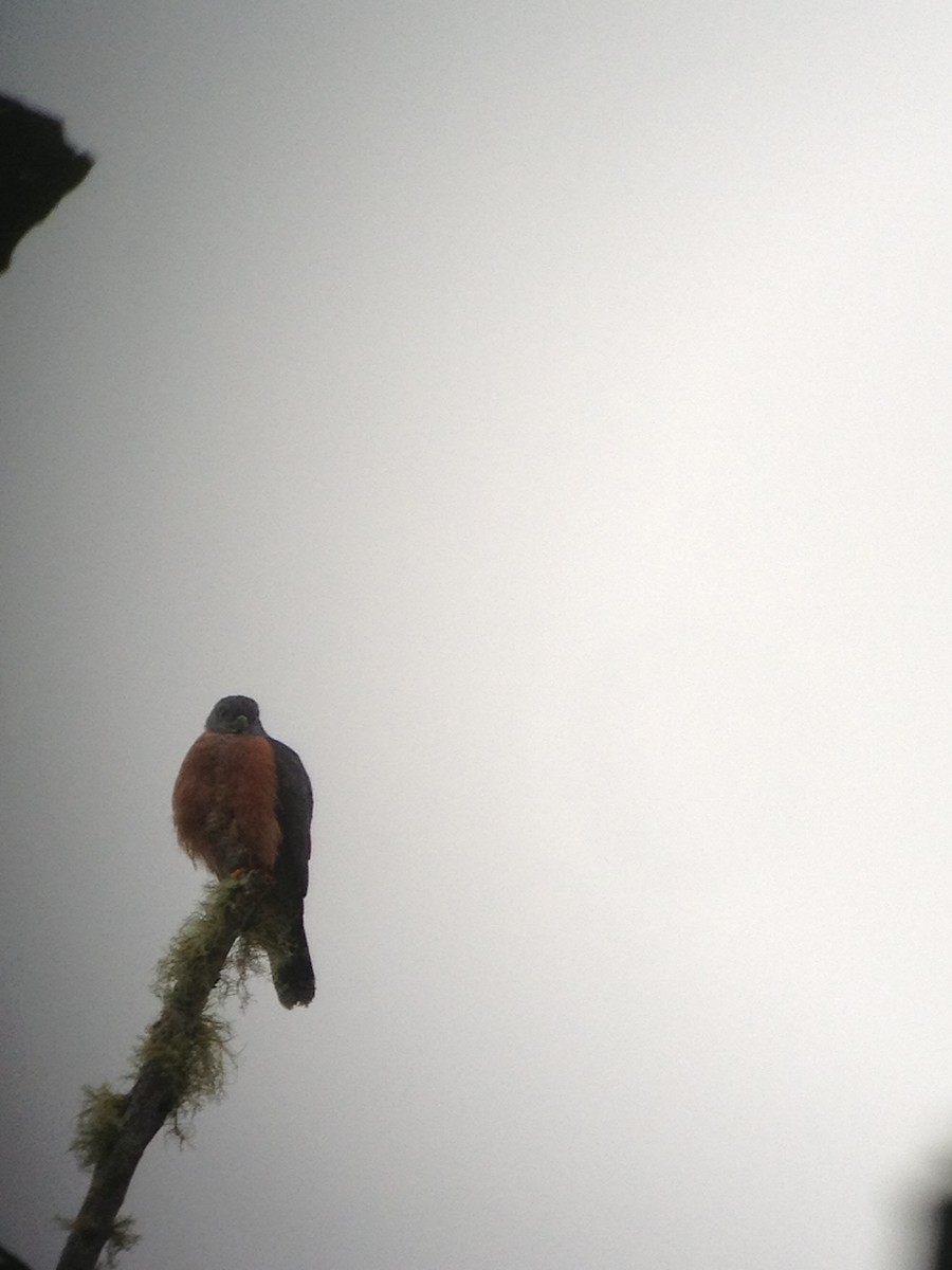 Double-toothed Kite - ML640247661