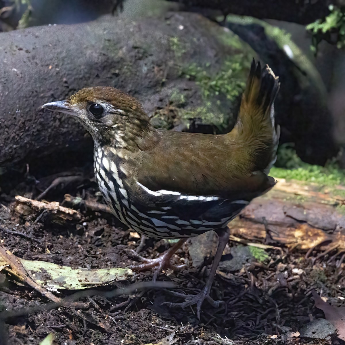 mravenčíkovec zpěvný - ML640247689