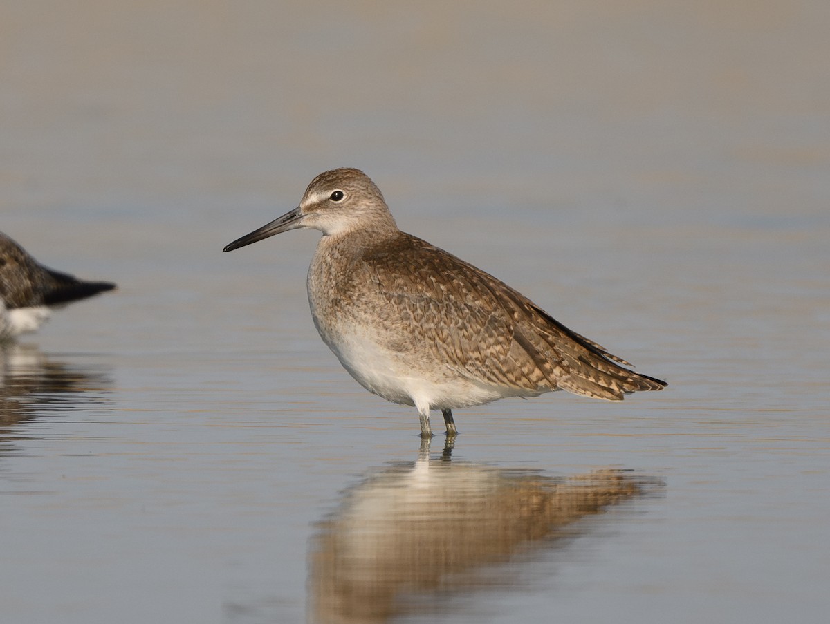 Willet - ML640247758
