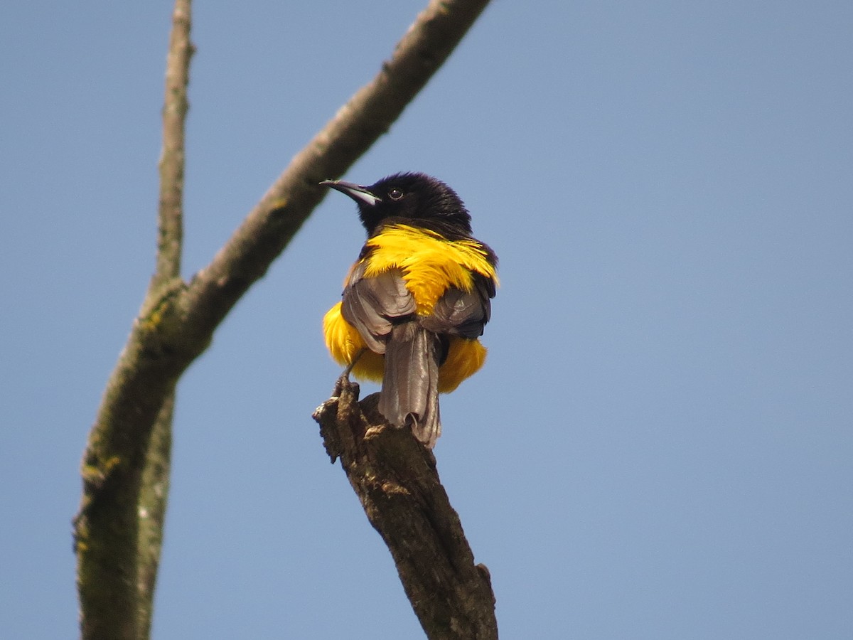 Black-vented Oriole - ML640247759