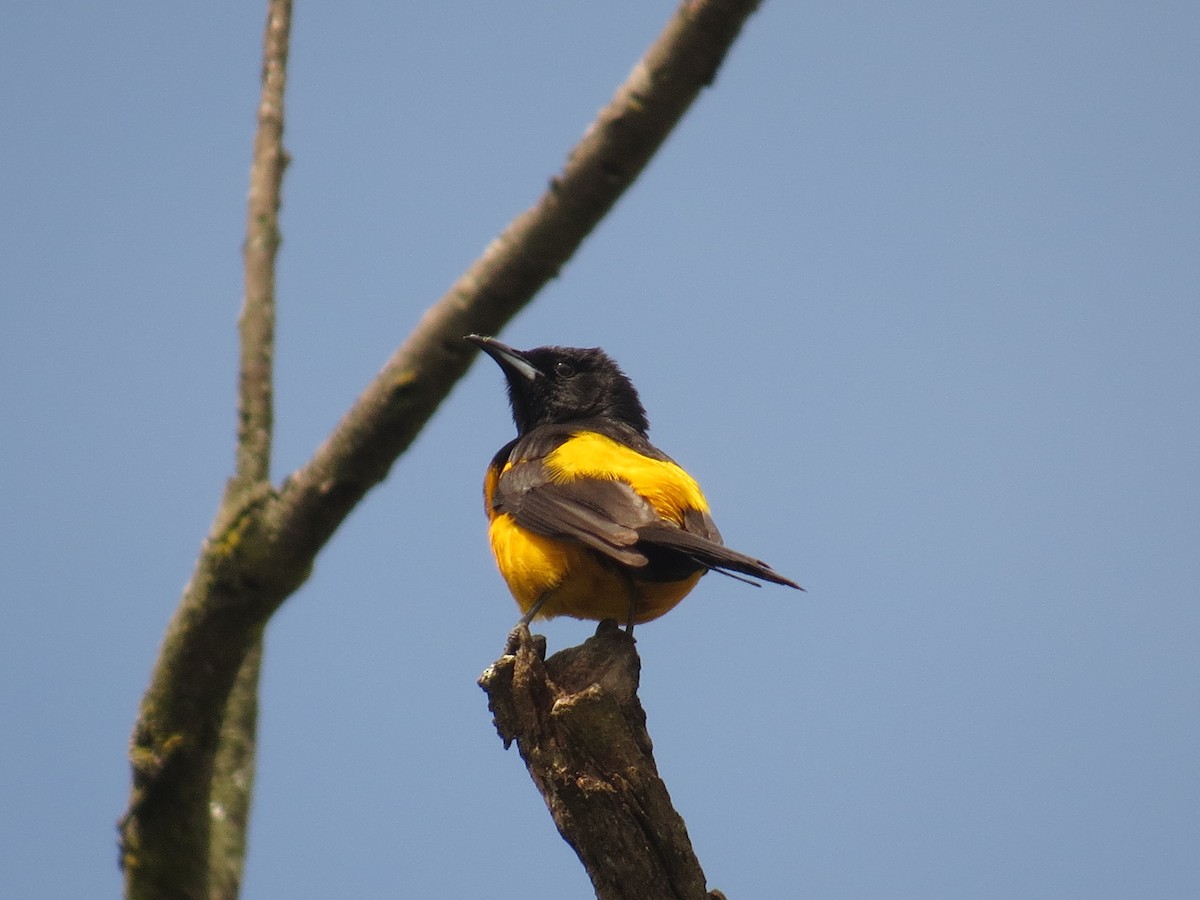 Black-vented Oriole - ML640247760