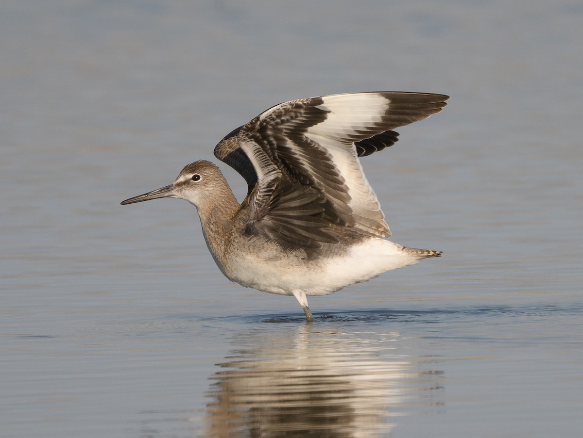 Willet - ML640247762