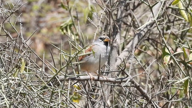 Great Inca-Finch - ML640247771