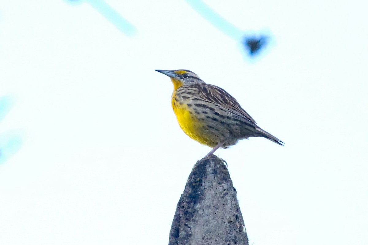 Eastern Meadowlark (Eastern) - ML640247796