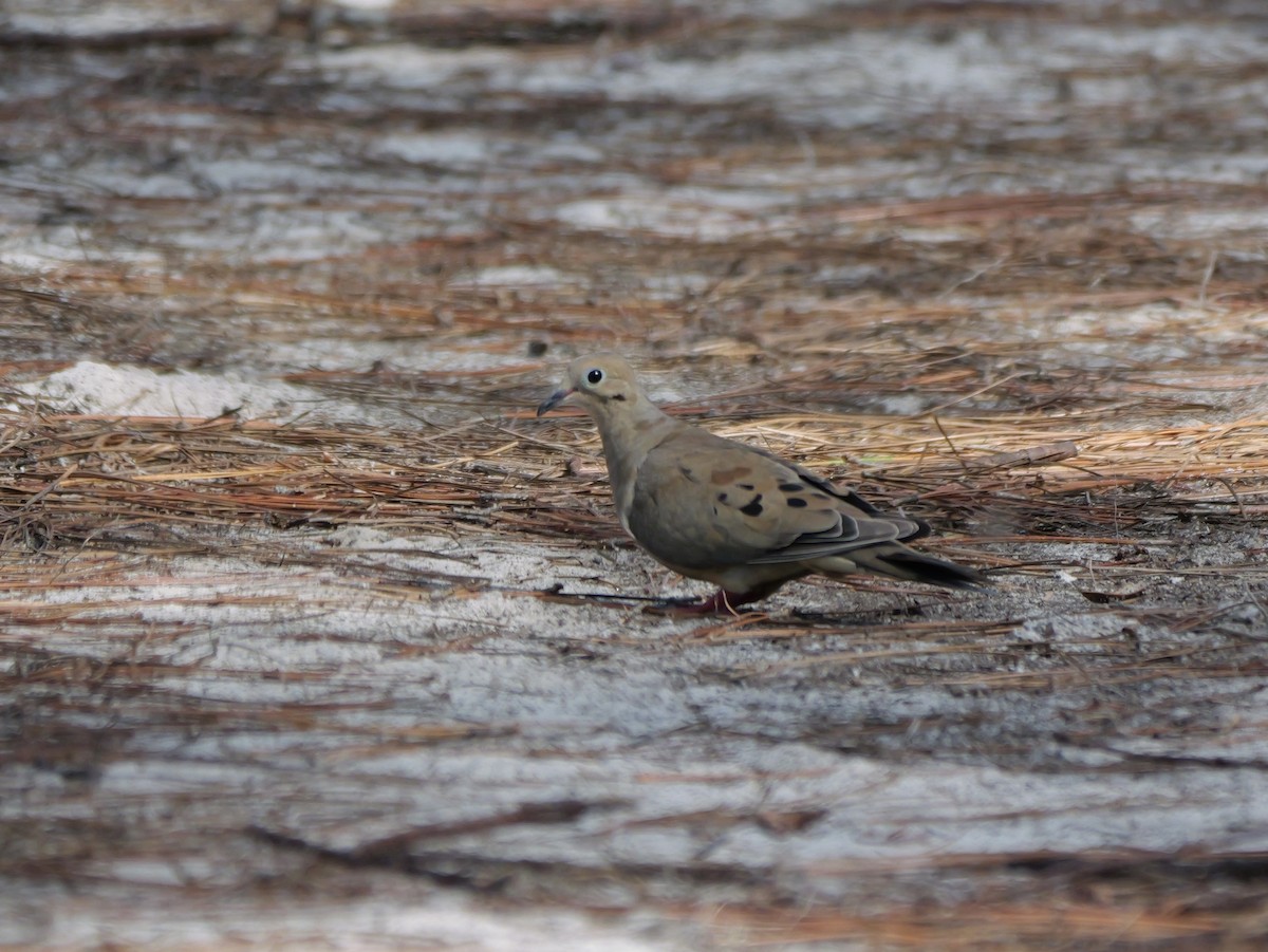 Mourning Dove - ML640247813