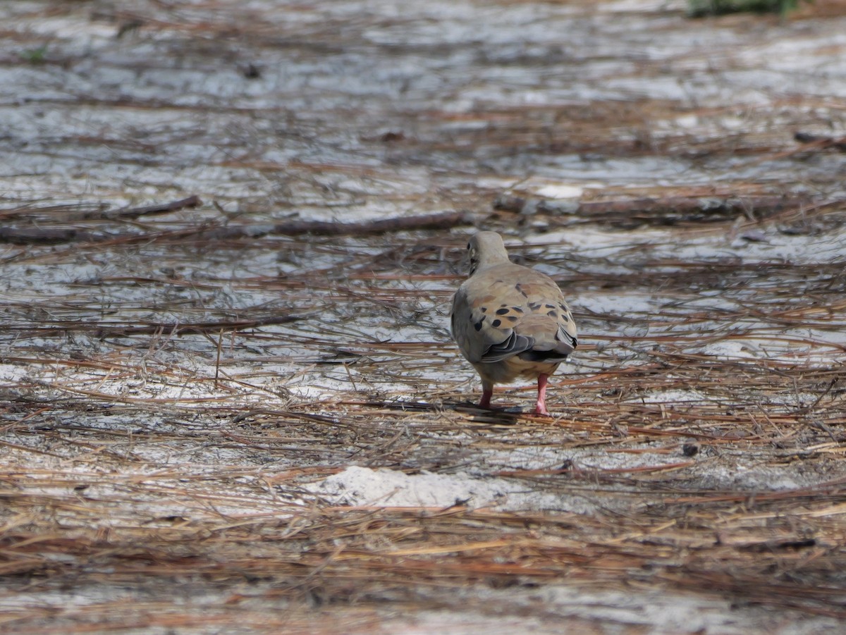 Mourning Dove - ML640247814