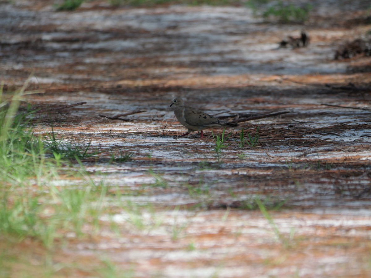 Mourning Dove - ML640247817