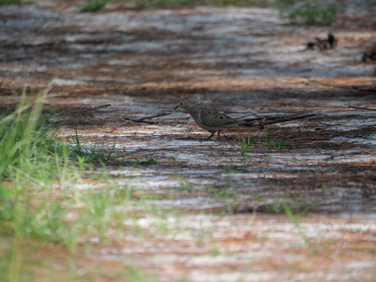 Mourning Dove - ML640247818