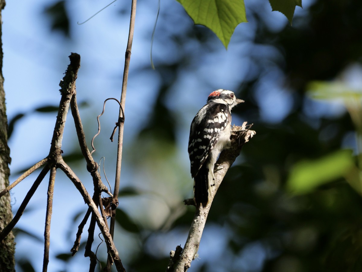 Downy Woodpecker (Eastern) - ML640247828