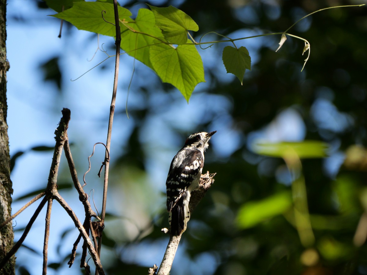 Downy Woodpecker (Eastern) - ML640247829
