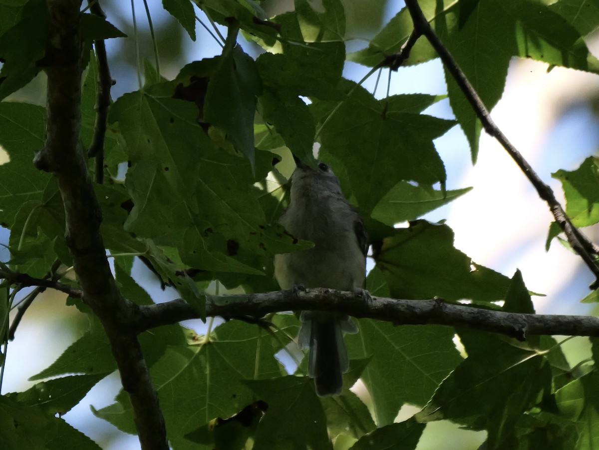 Tufted Titmouse - ML640247835