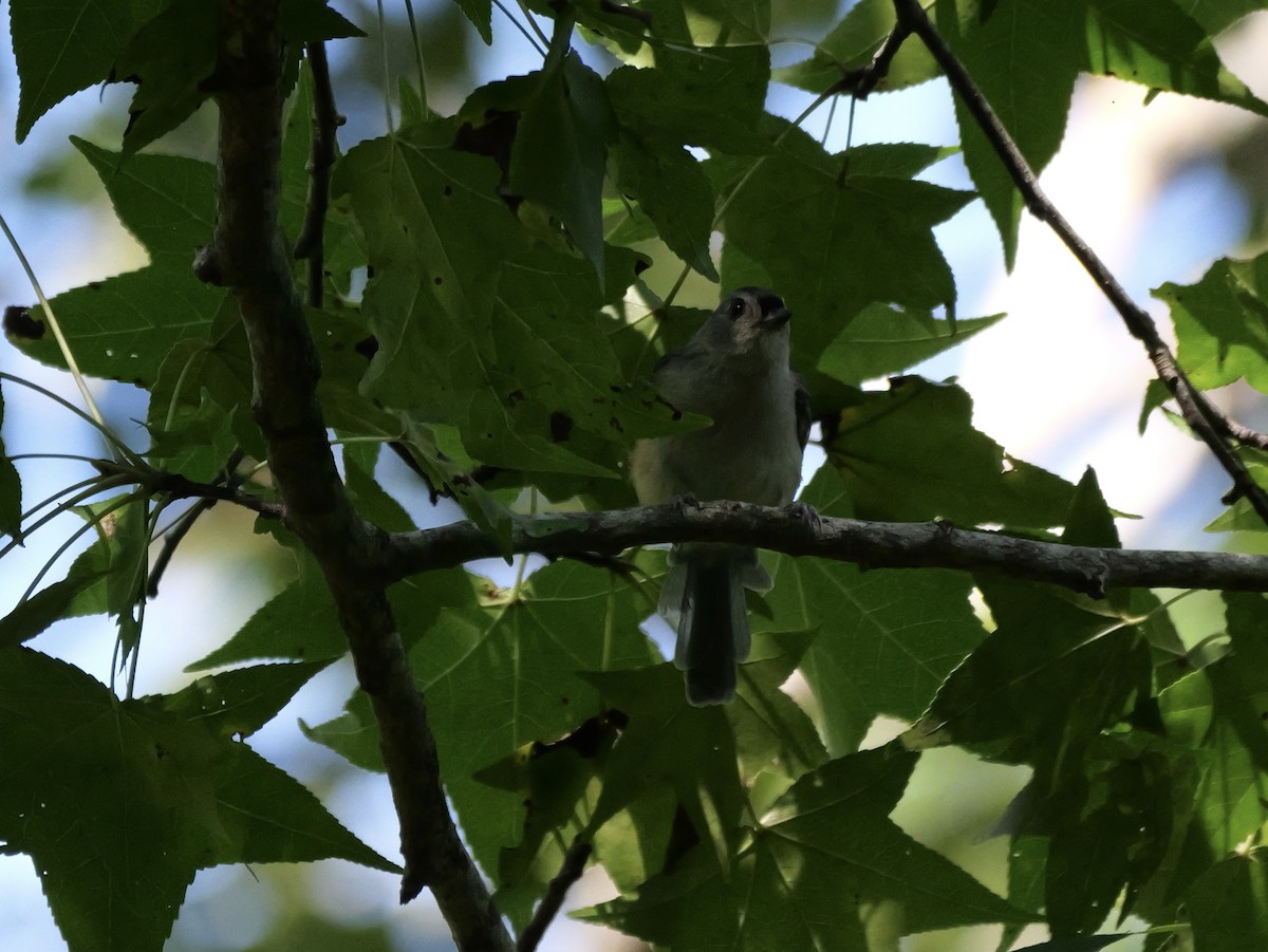 Tufted Titmouse - ML640247836