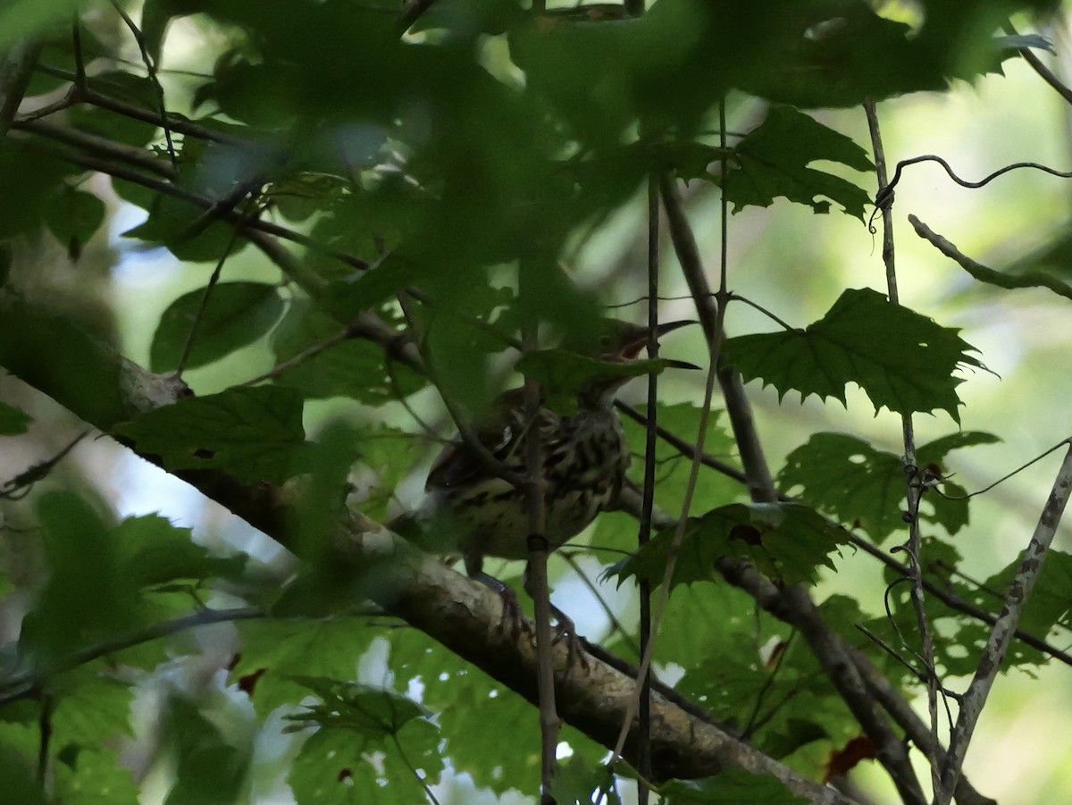 Brown Thrasher - ML640247844