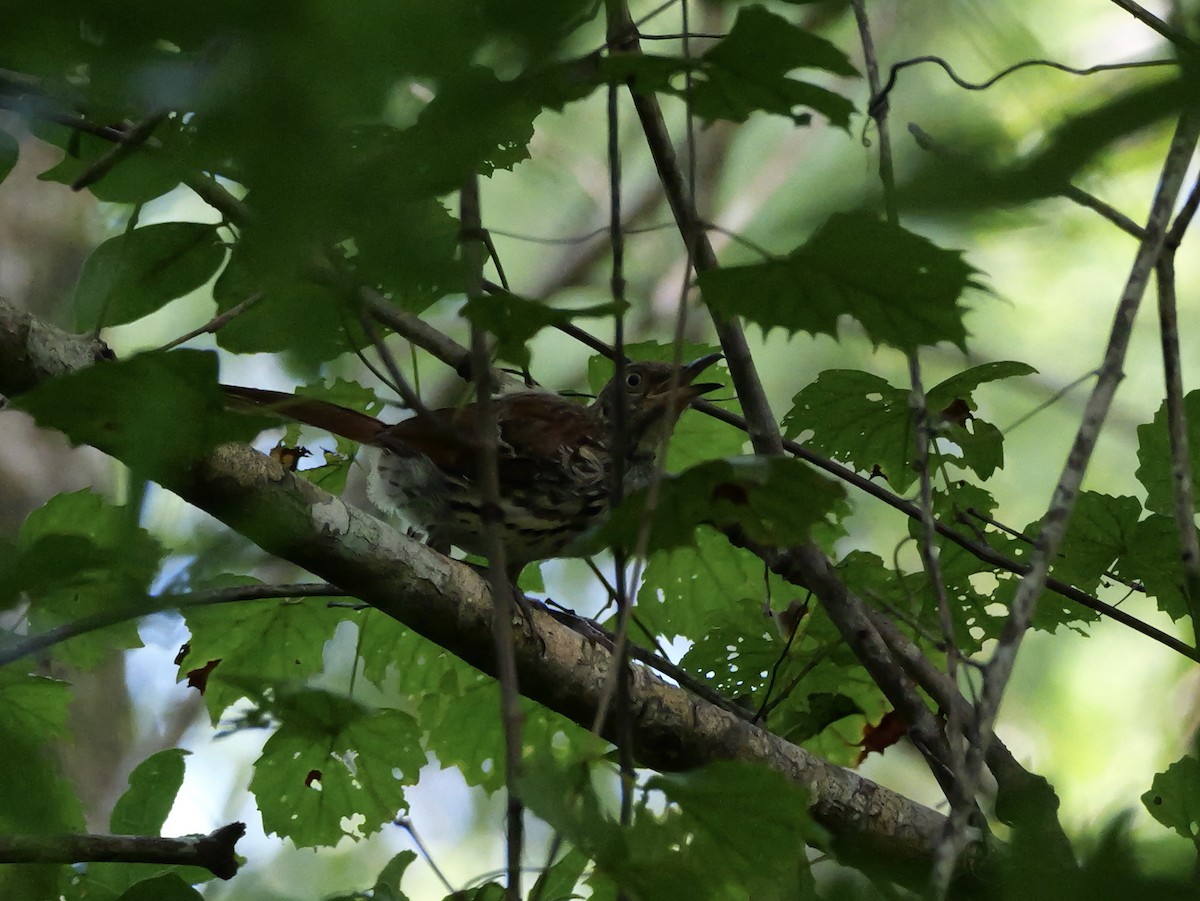 Brown Thrasher - ML640247845