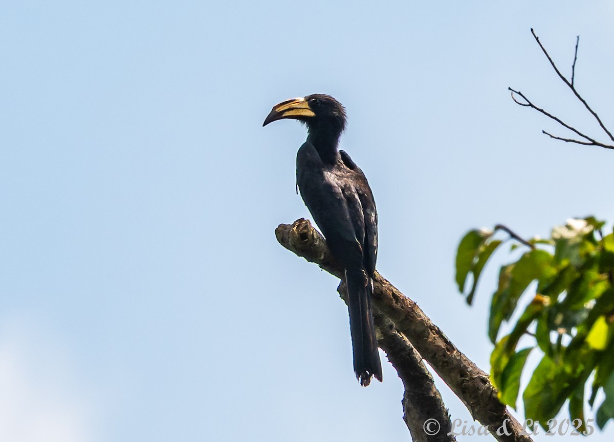 Congo Pied Hornbill - ML640247986