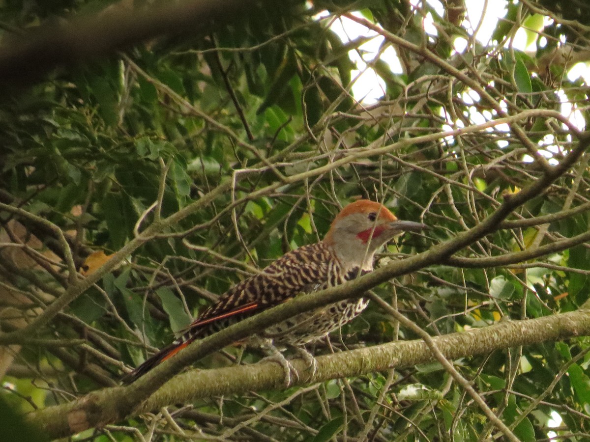 Guatemalan Flicker - ML640248155