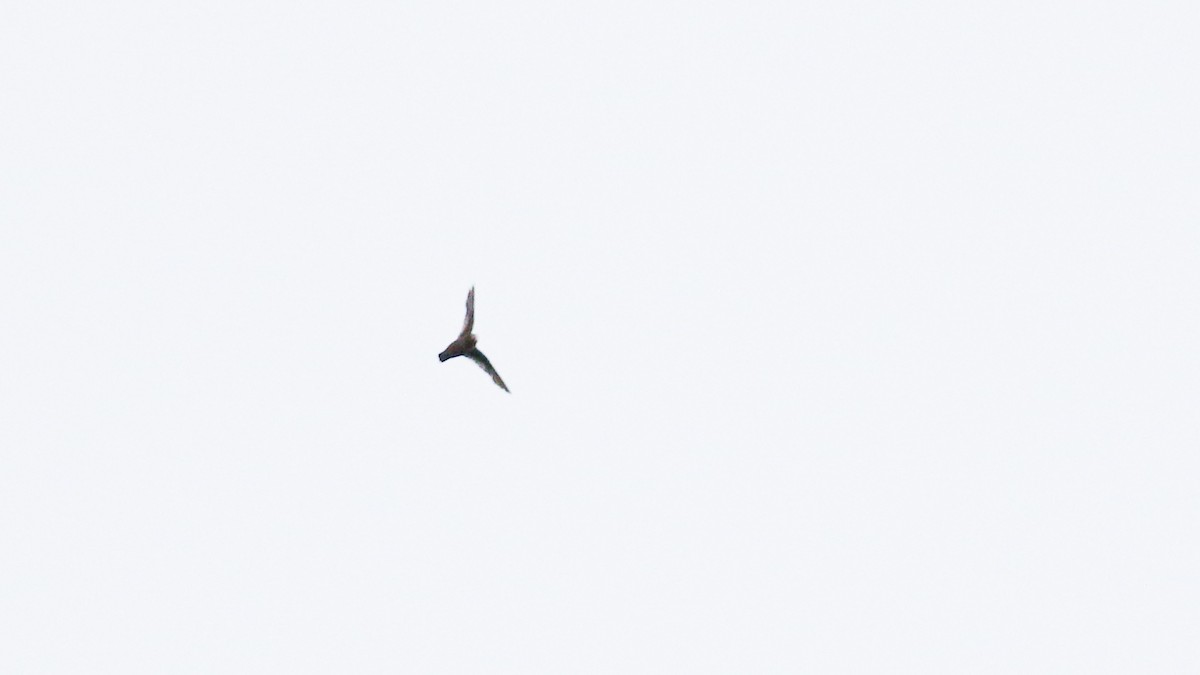 White-fronted Swift - ML640248162