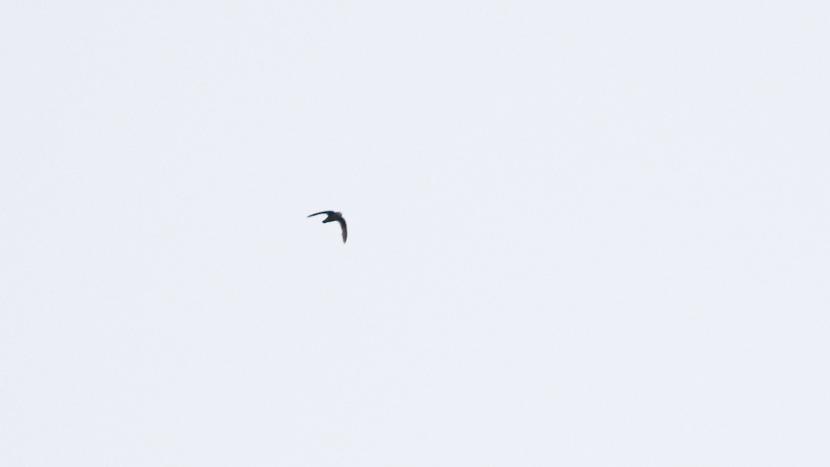 White-fronted Swift - ML640248163