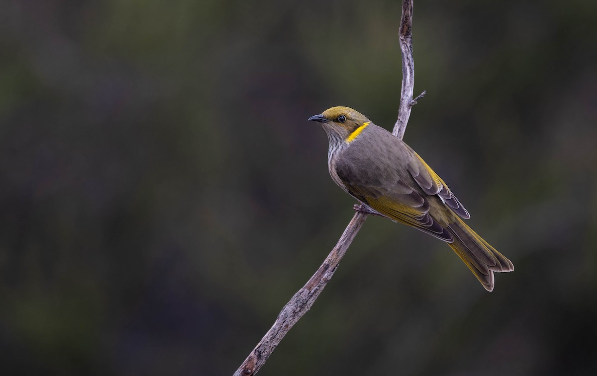 Yellow-plumed Honeyeater - ML640248223